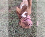 Small Photo #2 Mutt Puppy For Sale in Claremore, OK, USA