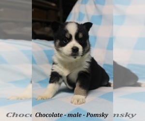 Pomsky Puppy for Sale in OWENTON, Kentucky USA