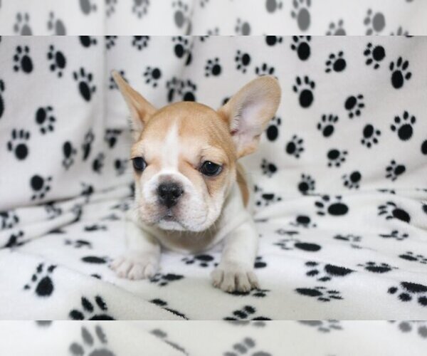 Medium Photo #1 French Bulldog Puppy For Sale in CORAL SPRINGS, FL, USA
