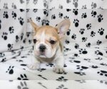 Small Photo #1 French Bulldog Puppy For Sale in CORAL SPRINGS, FL, USA