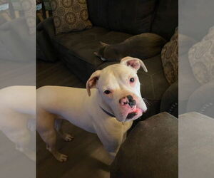 Boxer Dogs for adoption in Dumont, NJ, USA