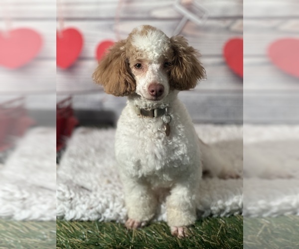 Medium Photo #5 Poodle (Toy) Puppy For Sale in LOUISA, VA, USA