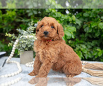 Puppy Ruby Goldendoodle (Miniature)
