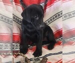Small Photo #121 Labrador Retriever Puppy For Sale in MERIDEN, KS, USA