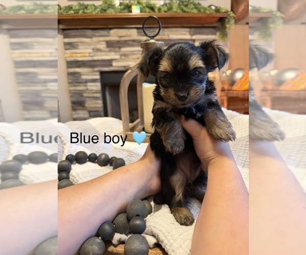 Medium Photo #4 Yorkipoo Puppy For Sale in FOREST CITY, NC, USA