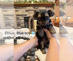 Small #3 Yorkipoo