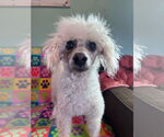 Small Poodle (Miniature)
