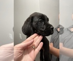 Small Photo #3 Cane Corso Puppy For Sale in VOLUNTOWN, CT, USA