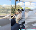 Small #1 Shih Tzu