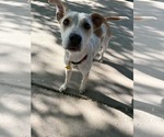 Small #5 Mutt