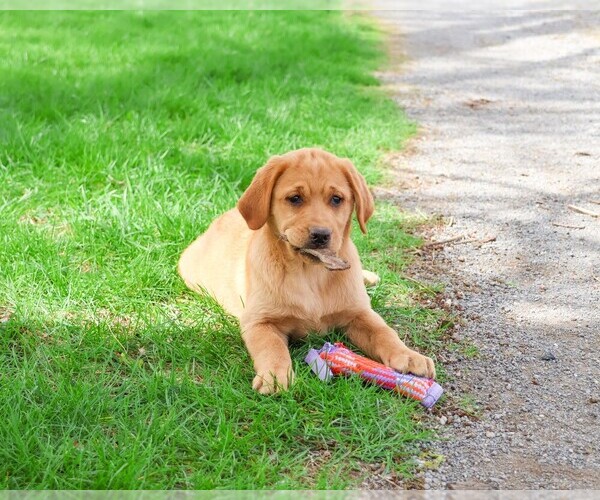 Medium Photo #4 Labrador Retriever Puppy For Sale in SYRACUSE, IN, USA