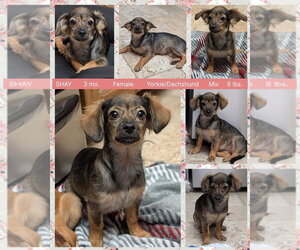 Dachshund-Unknown Mix Dogs for adoption in Mesa, AZ, USA