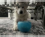 Small #5 Great Pyrenees
