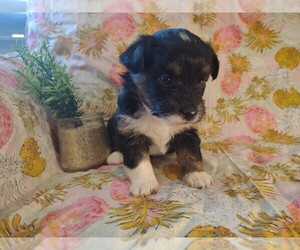 Pembroke Welsh Corgi-Poodle (Miniature) Mix Puppy for sale in LEBANON, MO, USA