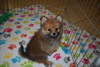 Small #5 Pomeranian