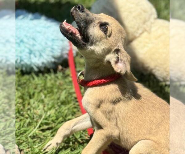 Medium Photo #2 Mutt Puppy For Sale in Yardley, PA, USA