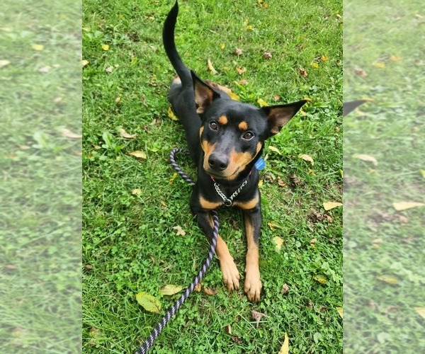 Medium Photo #1 Australian Kelpie-Miniature Pinscher Mix Puppy For Sale in garner, NC, USA