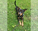Small Australian Kelpie-Miniature Pinscher Mix