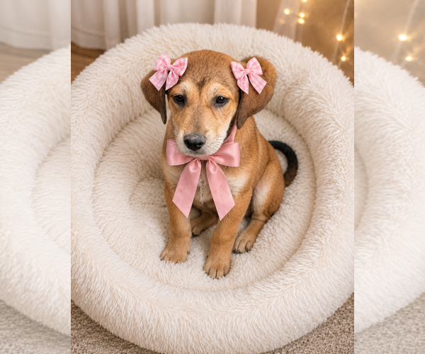 Medium Photo #1 Golden Retriever-Unknown Mix Puppy For Sale in Mt. Laurel, NJ, USA