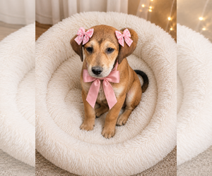 Golden Retriever-Unknown Mix Dogs for adoption in Mt. Laurel, NJ, USA