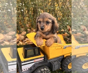 Dachshund Puppy for sale in MIDDLEBURY, IN, USA