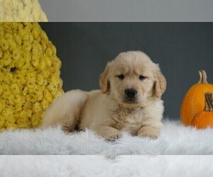 Golden Retriever Puppy for sale in FREDERICKSBURG, OH, USA