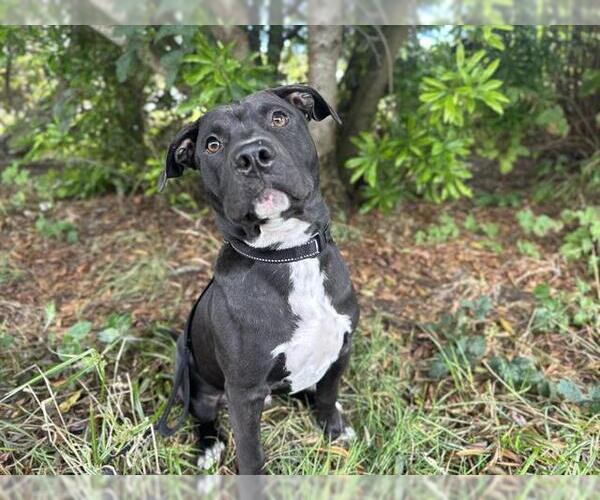 Medium Photo #1 American Pit Bull Terrier Puppy For Sale in McKinleyville, CA, USA