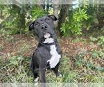 Small American Pit Bull Terrier