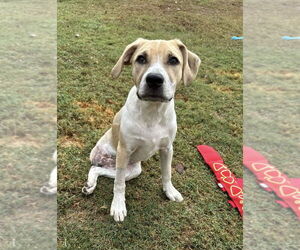 Labrador Retriever-Unknown Mix Dogs for adoption in Boston, MA, USA