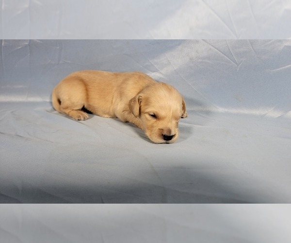 Medium Photo #3 Golden Retriever Puppy For Sale in BLACK FOREST, CO, USA