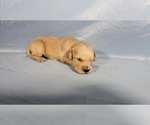 Small Photo #25 Golden Retriever Puppy For Sale in BLACK FOREST, CO, USA