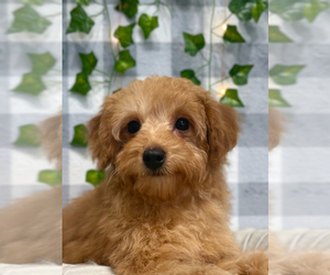 Goldendoodle (Miniature) Puppy for sale in MARIETTA, GA, USA