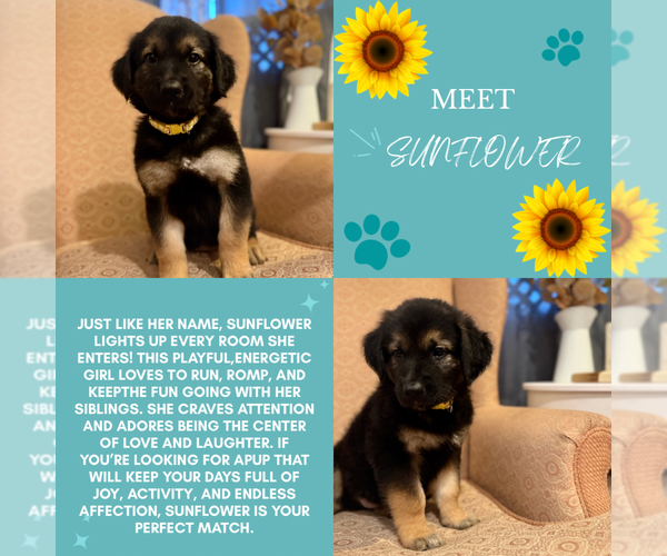 Medium Photo #1 Golden Shepherd Puppy For Sale in OCEANSIDE, CA, USA