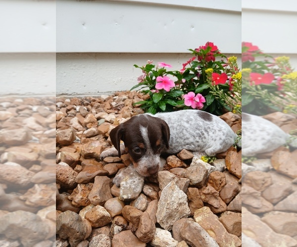 Medium Photo #14 Dachshund Puppy For Sale in MULBERRY GROVE, IL, USA