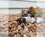 Small #3 Dachshund