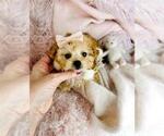 Small #18 Morkie