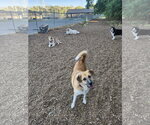 Small #3 Great Pyrenees
