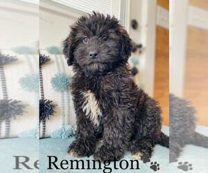 Miniature Bernedoodle Puppy for sale in ALGOOD, TN, USA