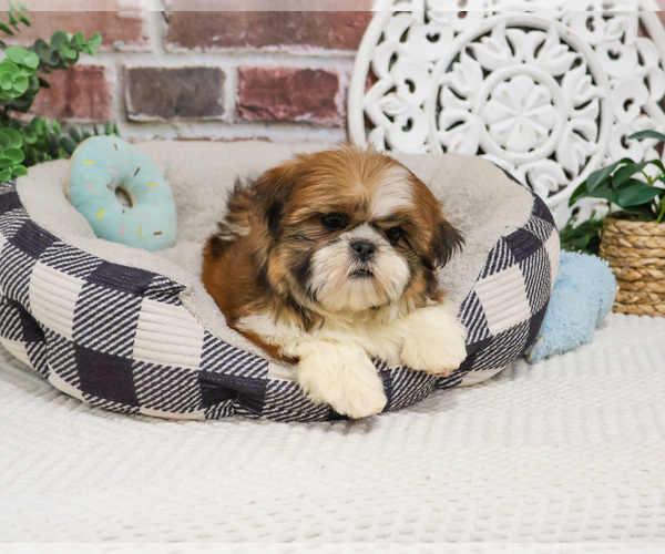 Medium Photo #5 Shih Tzu Puppy For Sale in SYRACUSE, IN, USA