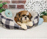 Small #4 Shih Tzu