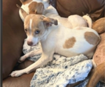Small Chihuahua Mix