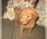 Small Photo #17 Goldendoodle Puppy For Sale in LINCOLN, AL, USA