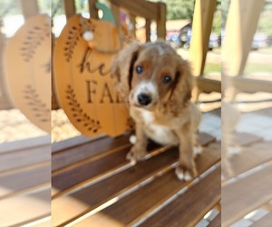 Cavapoo Puppy for sale in WEST BROOKFIELD, MA, USA