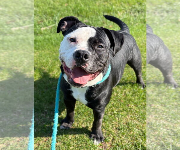 Medium Photo #2 Mutt Puppy For Sale in Jefferson, WI, USA