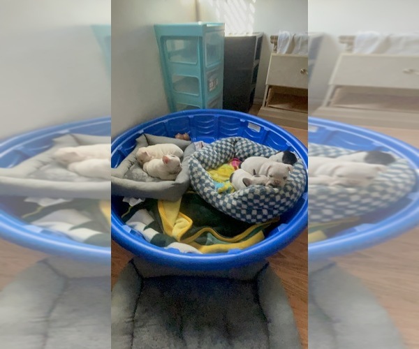 Medium Photo #15 French Bulldog Puppy For Sale in ARLETA, CA, USA