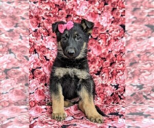 German Shepherd Dog Puppy for sale in LANCASTER, PA, USA