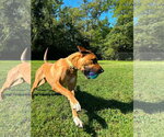 Small #2 Great Dane Mix