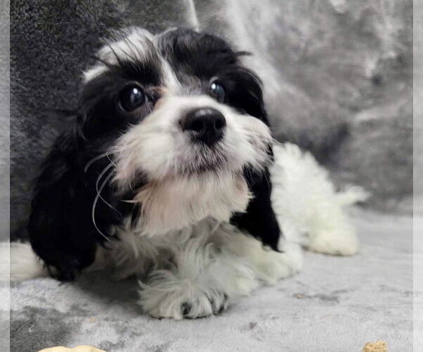 Medium Photo #2 Cavalier King Charles Spaniel Puppy For Sale in Lincolnwood, IL, USA