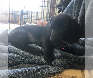 Dachshund Puppy for sale in OLNEY SPRINGS, CO, USA
