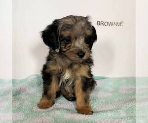 Aussiedoodle Miniature  Puppy for sale in JOHNSTOWN, NE, USA